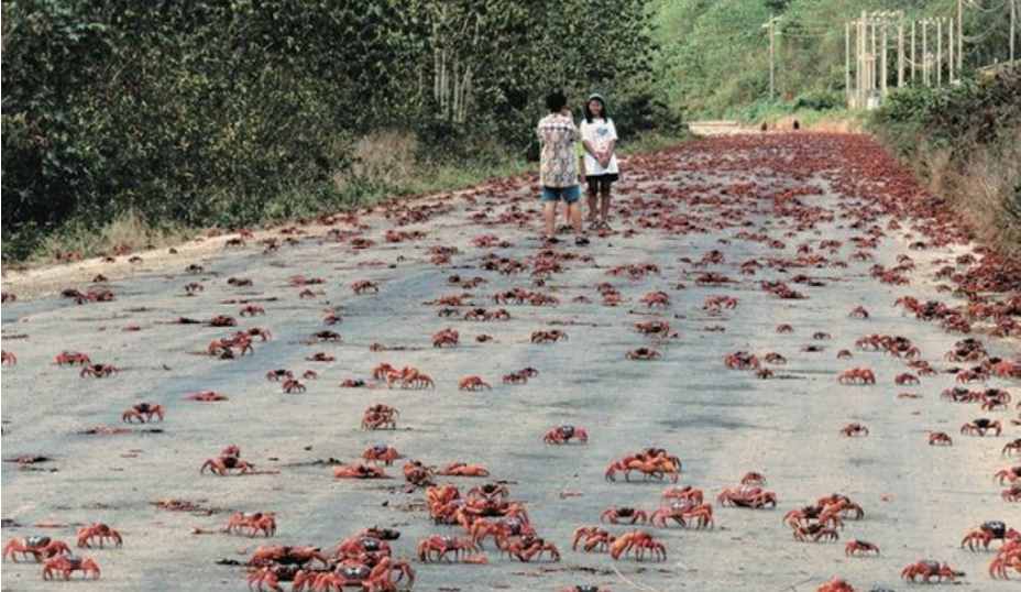 大闸蟹入侵全球，泛滥成灾到逼疯欧美人民，请求中国吃货支援