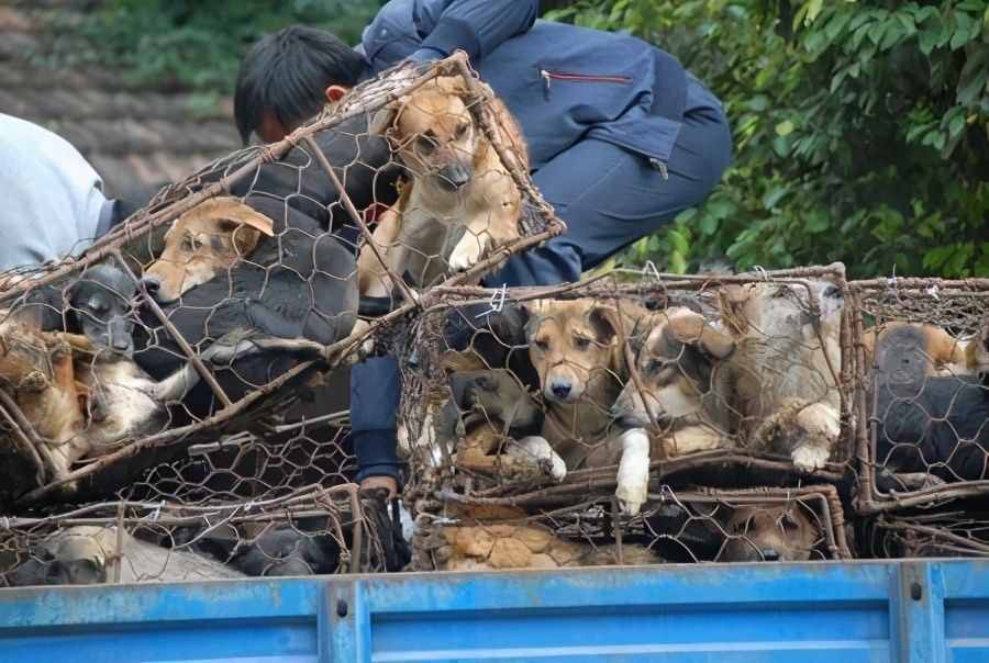 一年吃掉400万只狗，马路边烤全狗，越南人为何痴迷狗肉？