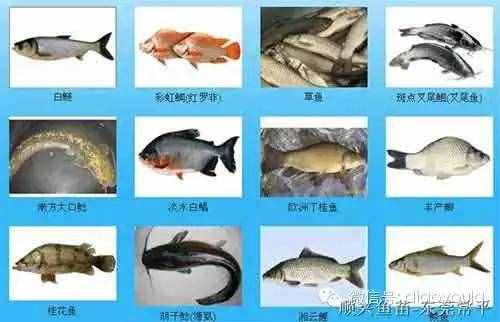 常见淡水鱼名称对照（钓鱼常识）