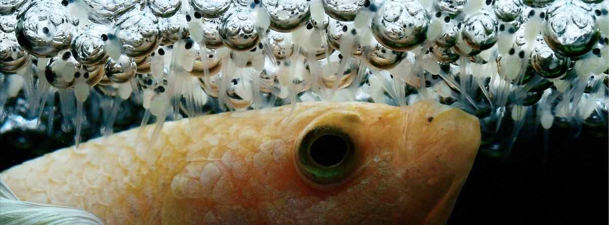 泰国斗鱼的繁殖步骤分享，注意要点和技巧概述，水族经验介绍