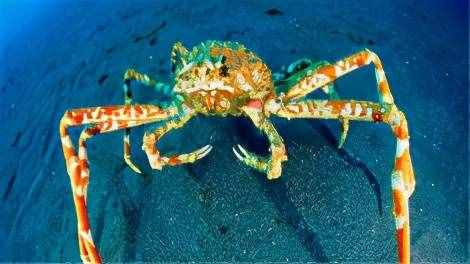 海阳大蟹真的能装满一车么？世界上最大的螃蟹多大？
