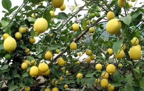 柠檬种植基地（中国柠檬产地）
