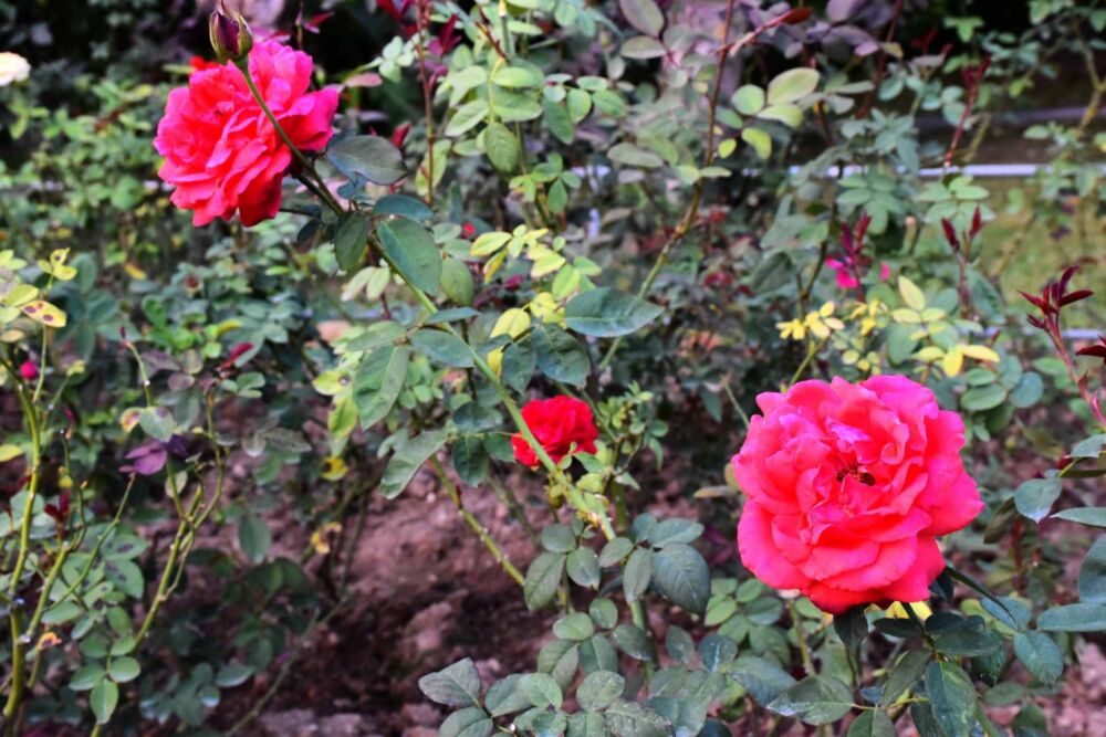 几种不同颜色的玫瑰花（图集）