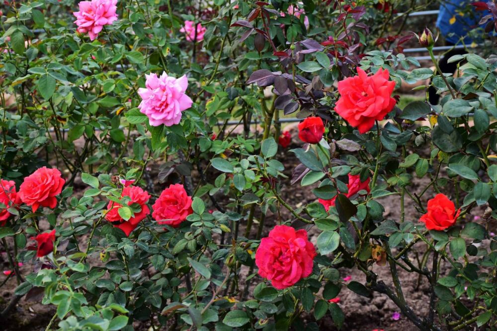 几种不同颜色的玫瑰花（图集）