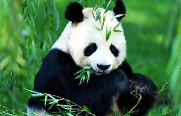 大熊猫的特点有哪些（熊猫的特点）