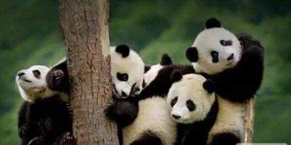 为什么大熊猫会成为中国的国宝？