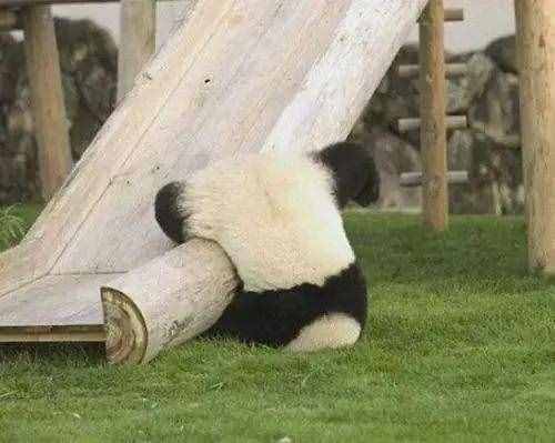 为什么大熊猫会成为中国的国宝？