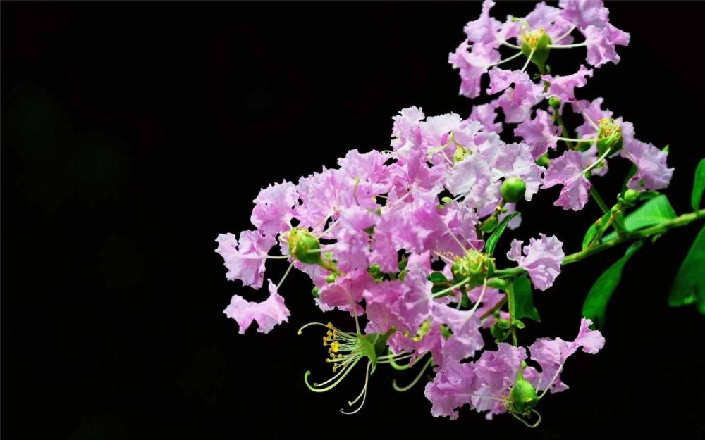 紫薇花有哪些品种（赤薇）