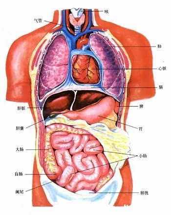 人体五脏六腑器官分布图（器官分布图）