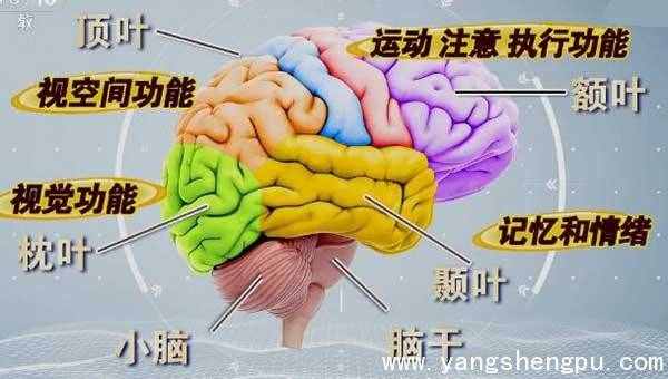 大脑的结构