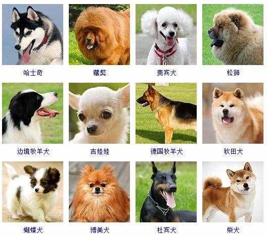 178个宠物狗品种图片大全（宠物狗种类）