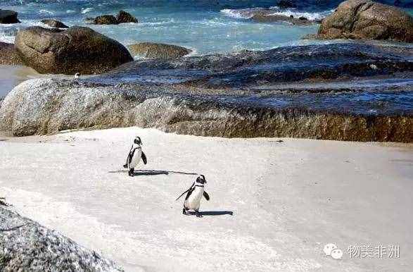 企鹅生活在哪里？你真能答对吗？