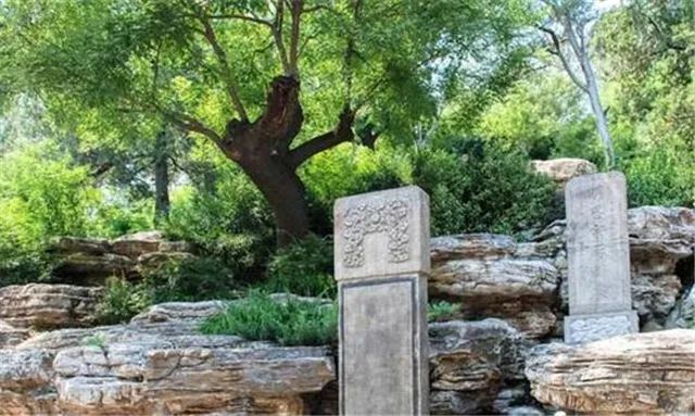 吊死崇祯帝的“歪脖子树”：60年代才遭砍伐，活了300多年