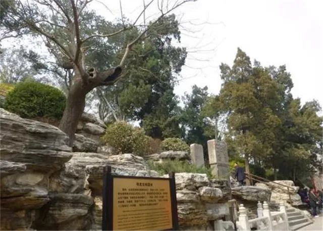 吊死崇祯帝的“歪脖子树”：60年代才遭砍伐，活了300多年