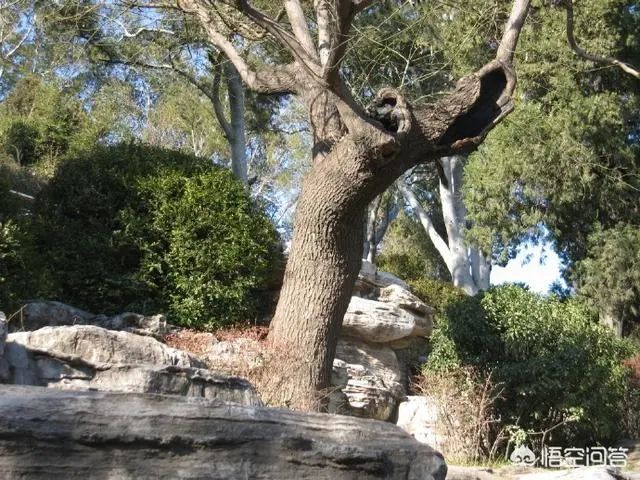 吊死崇祯皇帝的槐树为何被铁链拴了200年直至枯死？