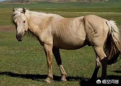 古代的马一口气能跑多少里？