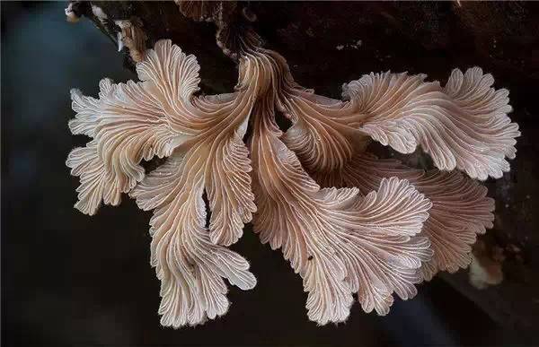 罕见蘑菇，你从未见过的诡异、性感！