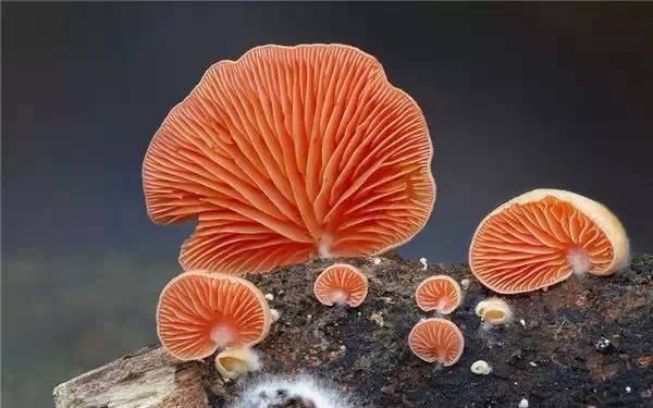 罕见蘑菇，你从未见过的诡异、性感！