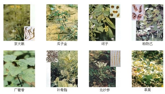 384味彩色草药图谱