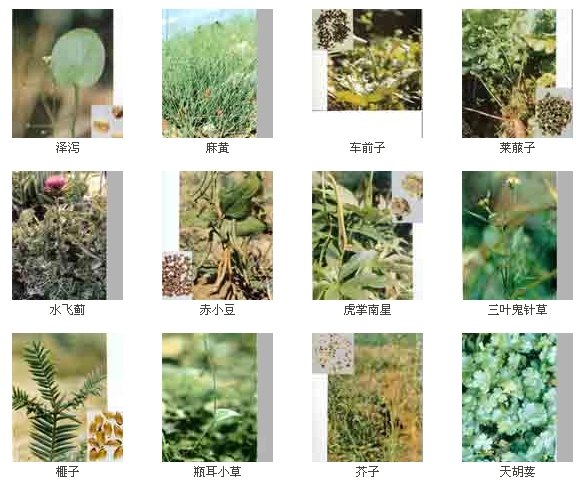 384味彩色草药图谱