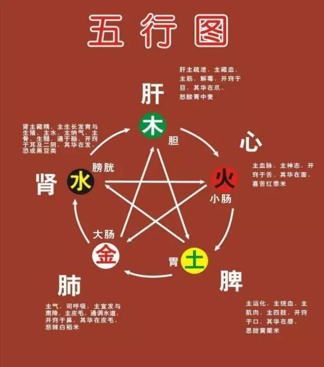 养生：肝主筋，肾主骨，脾主肉，心主脉，肺主……