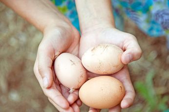 什么样的鸡蛋才新鲜，手把手教你挑选好鸡蛋和皮蛋！