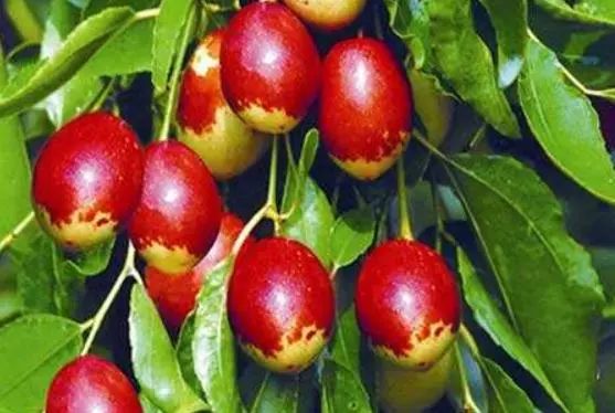 正是红枣上市的季节，红枣是否被“硫磺熏过”？要看准这3处，千万不要买错了！