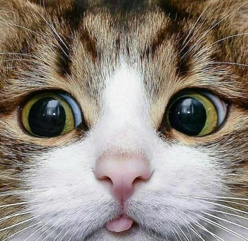 微信萌宠头像 50张超可爱的猫咪狗头头像下载