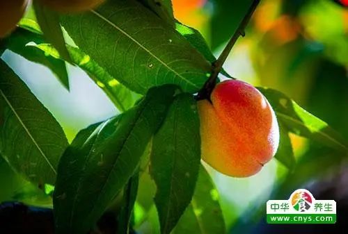 桃子的食用禁忌 哪些人不适宜吃桃子