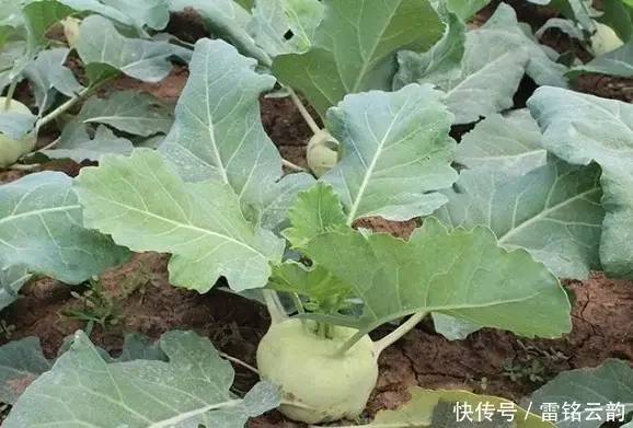 农村这4大治病野菜，功效强，吃了是宝，聪明人都在吃