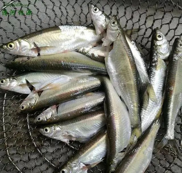 这4种鱼尽量少吃，或含有甲醛和重金属，来看下