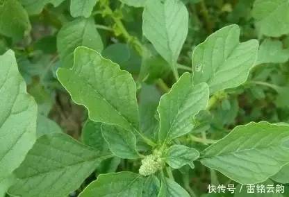 农村这4大治病野菜，功效强，吃了是宝，聪明人都在吃