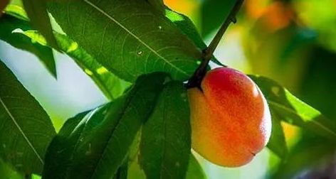 桃子的食用禁忌！哪些人不适宜吃桃子，你知道吗？