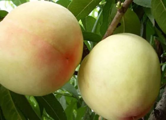 吃1个桃子，预防贫血、美容淡斑，还能抗衰老