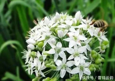 转告大家：农村这4大治病野菜，功效强，吃了是宝，聪明人都在吃