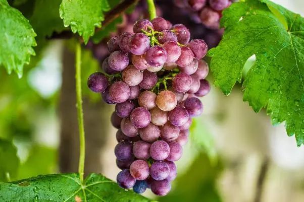 葡萄的功效与作用禁忌 葡萄营养价值有什么