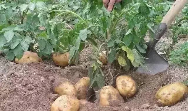 每天吃土豆的功效
