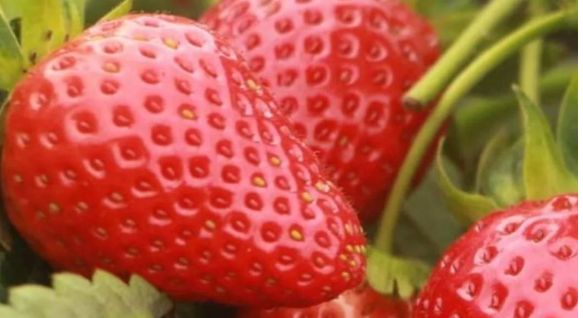 吃草莓的禁忌