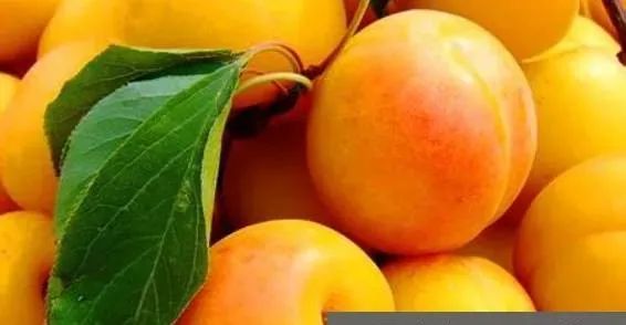 杏子的营养价值与作用功效
