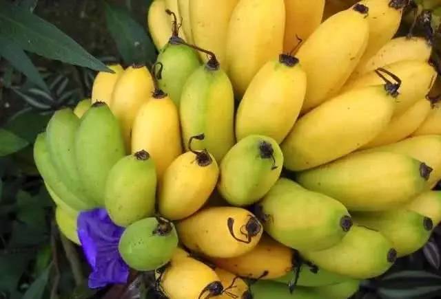 每天吃两根香蕉，坚持一段时间，可能收获5个好处