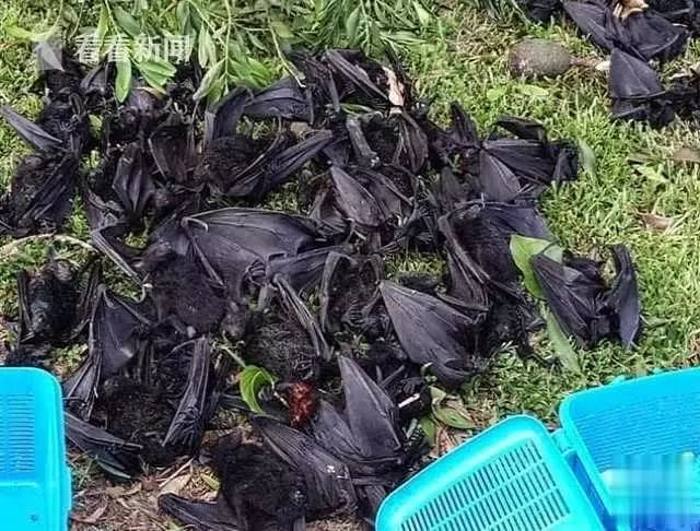 冠状病毒宿主再造祸 30万只蝙蝠在澳洲上空铺天盖地