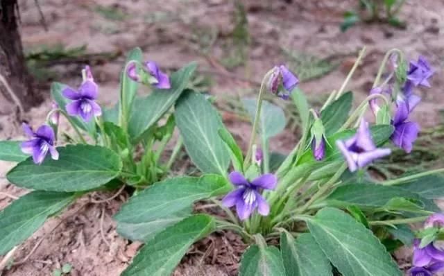 此种农村寻常野草，能消炎止痛治蛇毒，预防癌症，是民间医病良方