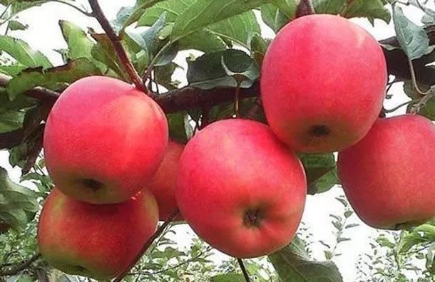 “苹果”你还再生吃?医生：这样吃营养“翻倍”，降三高治百病！