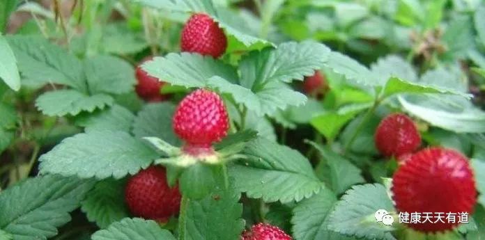 农村路边野果“蛇莓”，它是能食用的，清热解毒，一斤20元