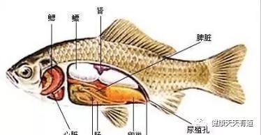 医生：鱼身上4个部位，多吃一口，等于吃癌细胞？