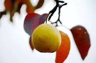 秋吃“果”，要养生，跟着季节吃，这5种“果”，好吃又养生