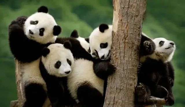 中国历史上第一次“熊猫外交”：1300多年前，送日本熊猫和熊猫皮