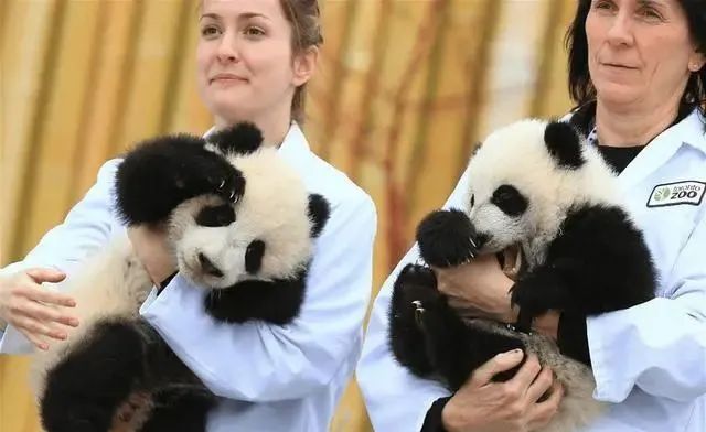 中国历史上第一次“熊猫外交”：1300多年前，送日本熊猫和熊猫皮