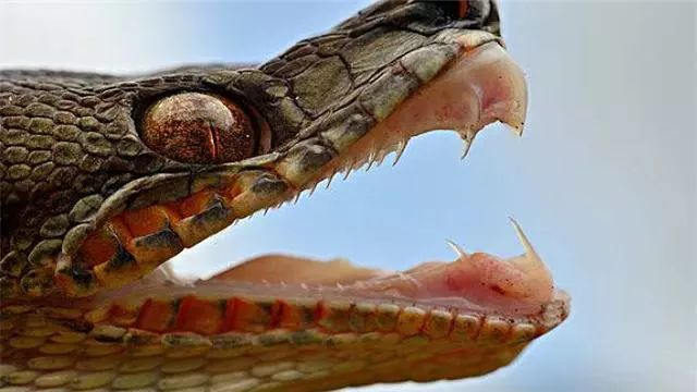 为什么中国神话中，蛇的地位比龙高，而我们却自称“龙的传人”呢