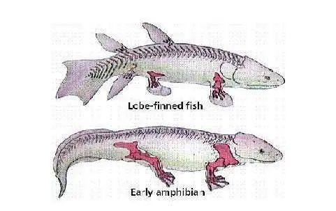 人类生命的起源，始于3亿多年前的一条鱼？科学家是这么解释的